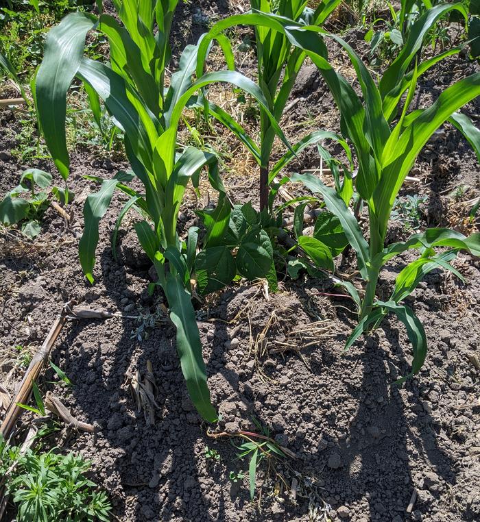 3 sisters garden: corn, beans, squash