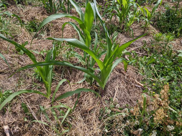 three sisters garden: mulched corn