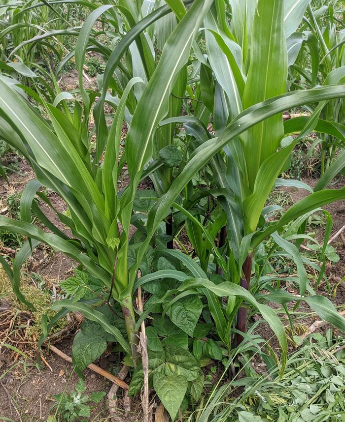 three sisters garden: corn and beans