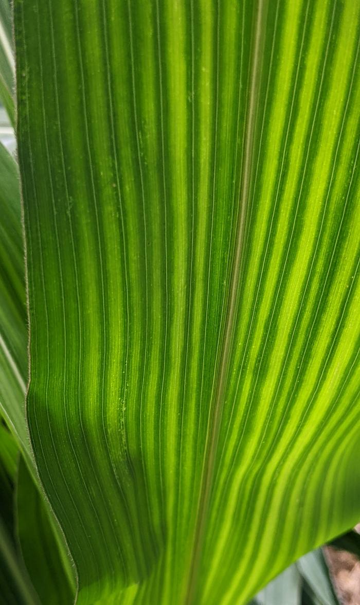 corn with striped leaves