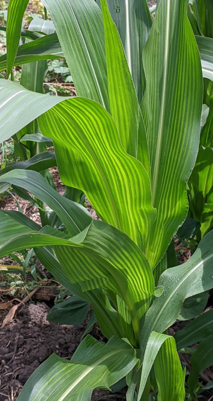 corn with striped leaves
