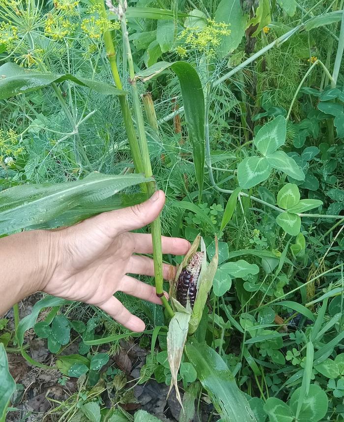 Morado planted in April 1ft tall and producing