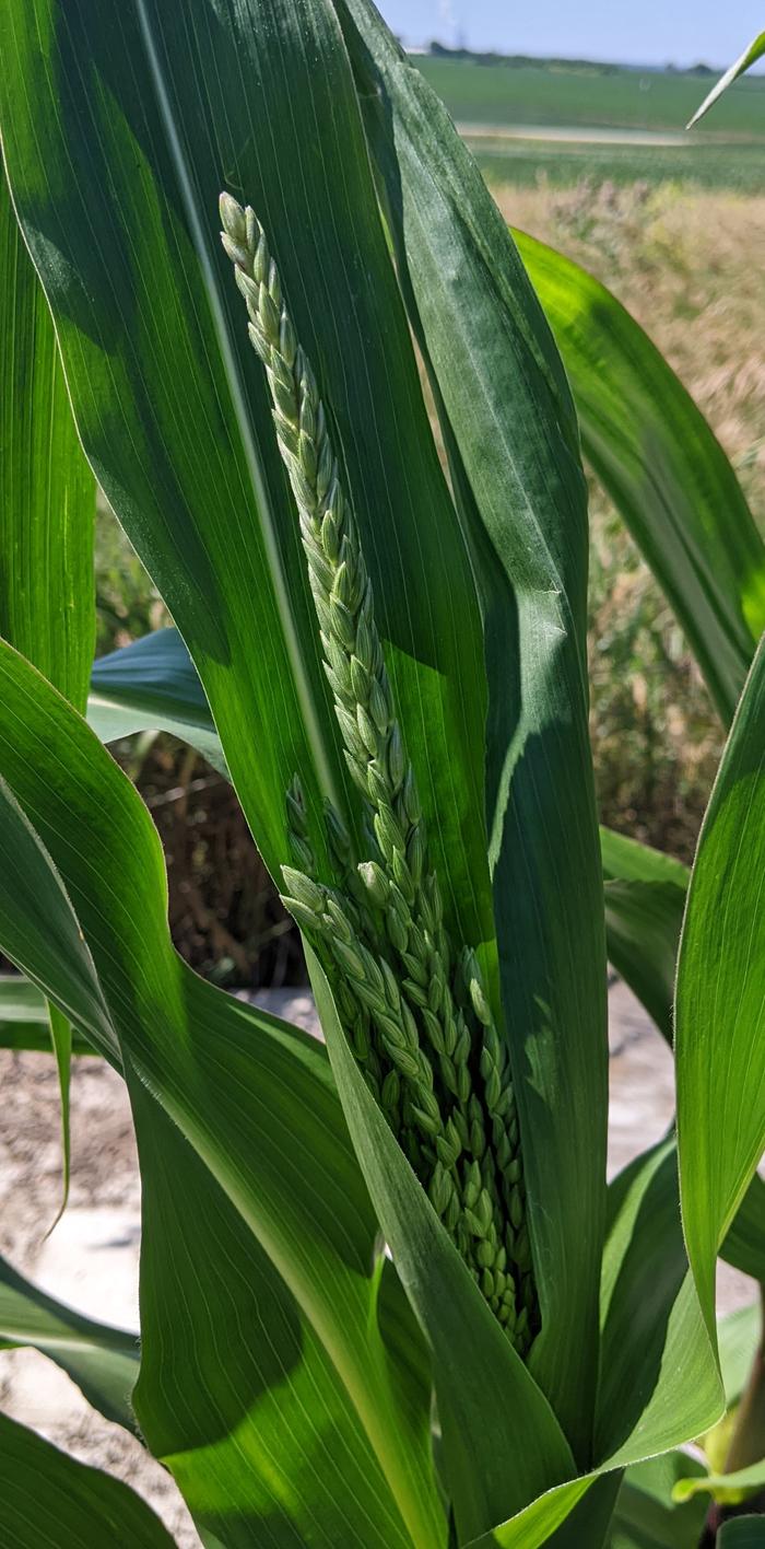 corn beginning to tassel
