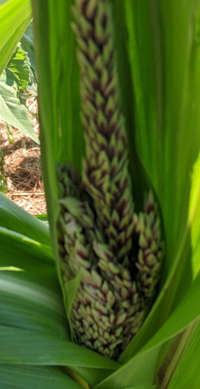 purple corn starting to tassel
