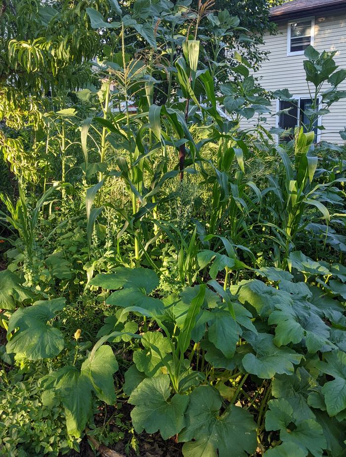 three sisters backyard garden