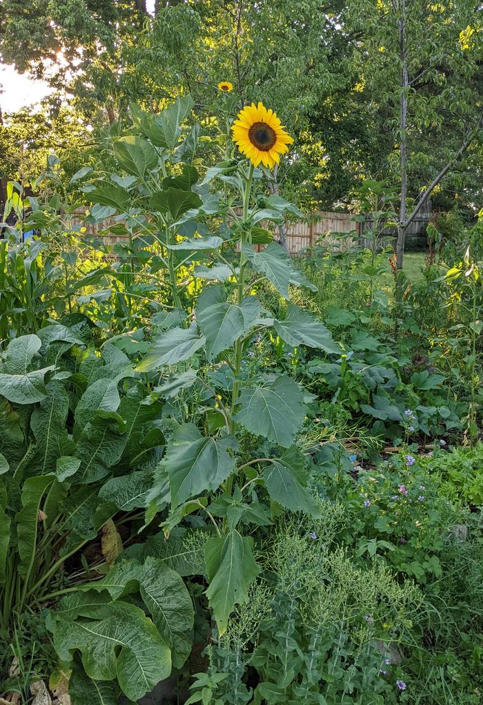 sunflower