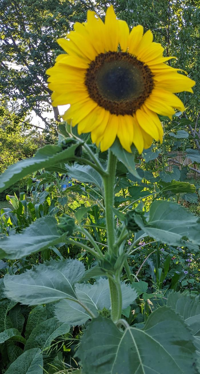 sunflower