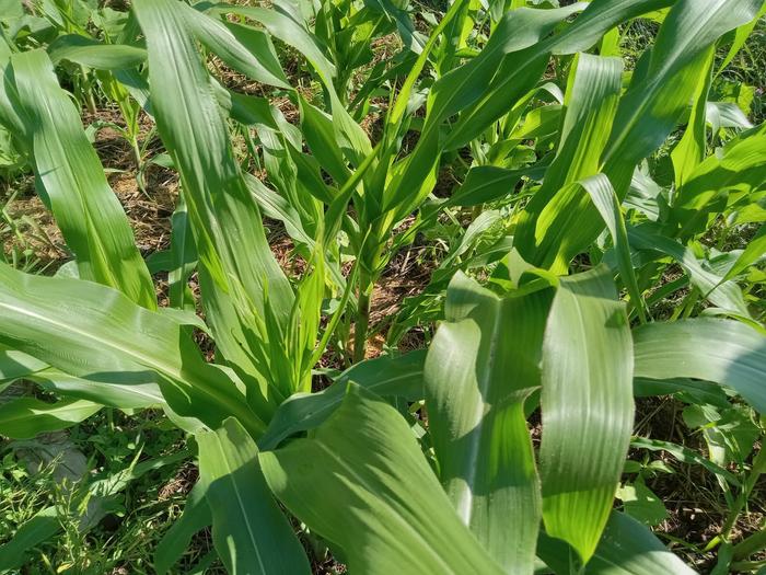 Corn calcium deficiency 