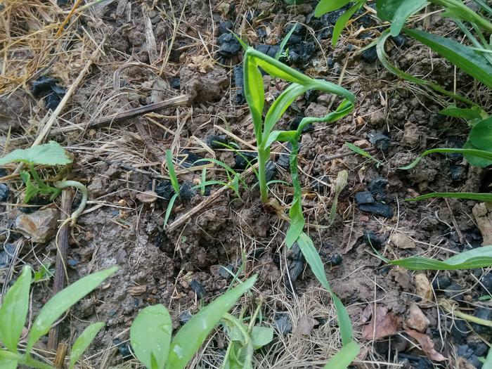 Seedling corn deficiency 