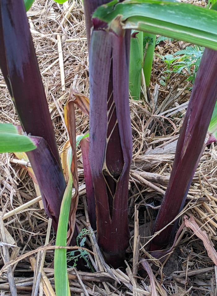 suckering purple corn