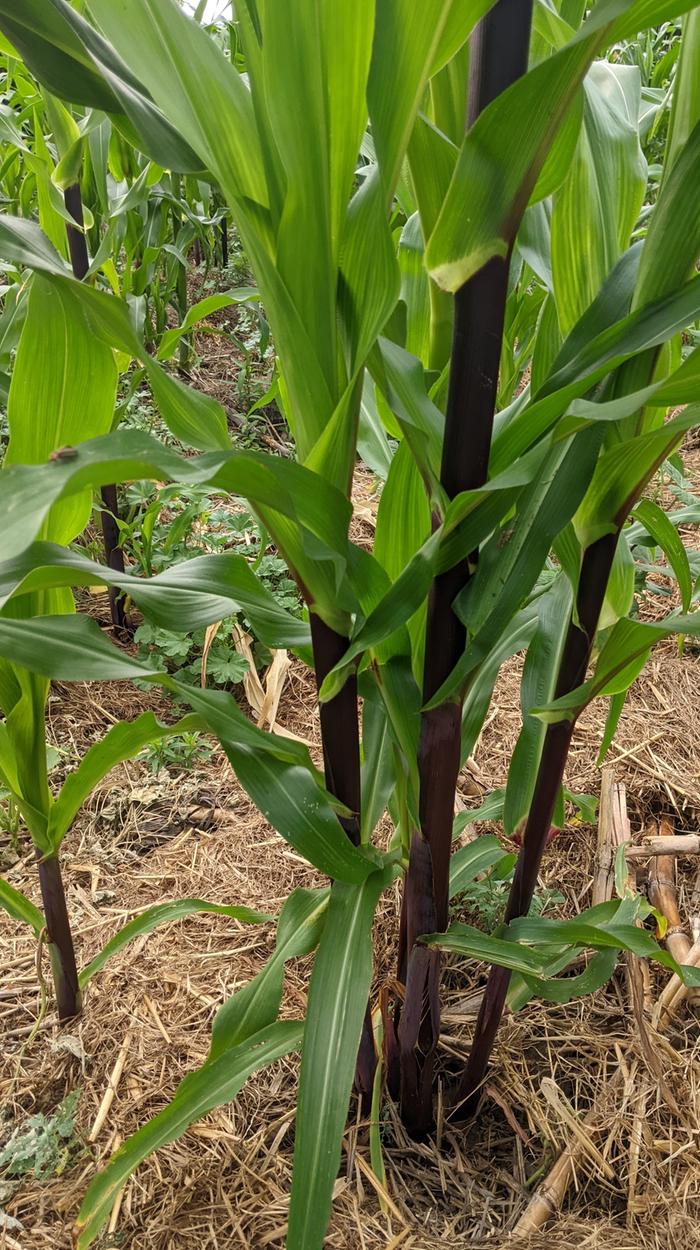 suckering corn