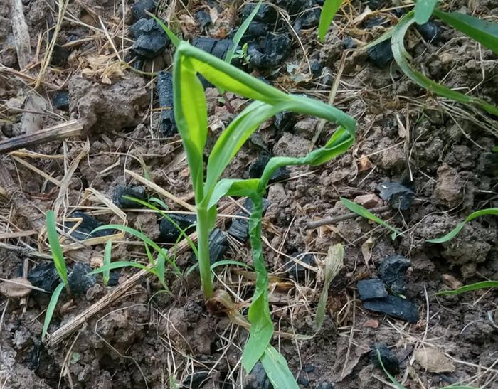 Repost pic of my seedling on 6/24