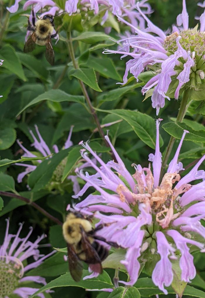 Bee balm (Monarda) with bees
