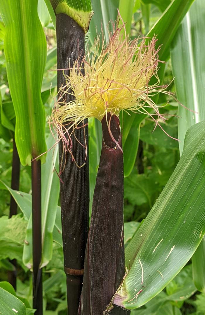 corn developing
