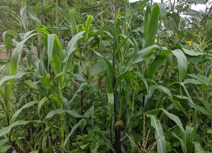 variable corn
