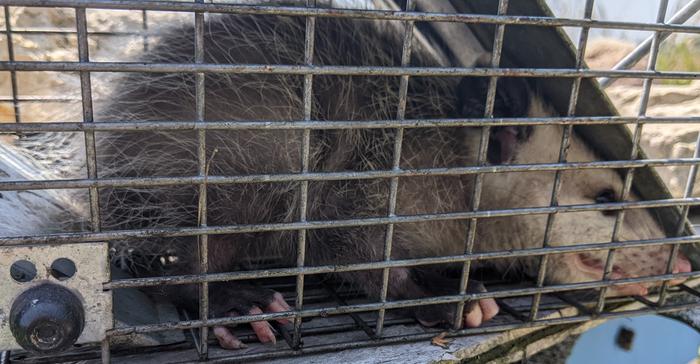 trapped opossum