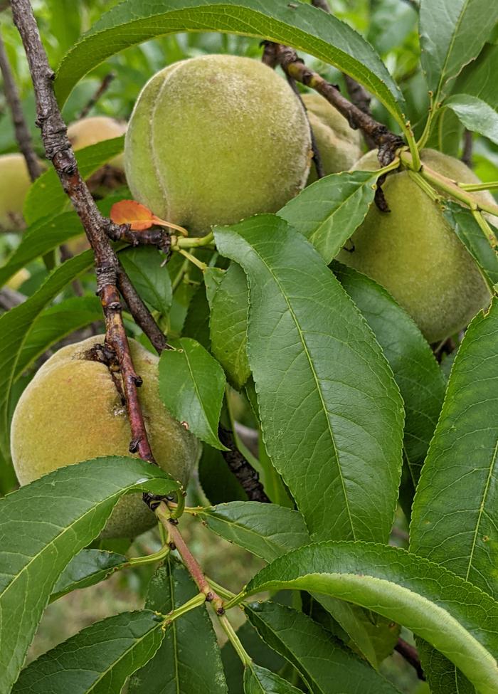 green peaches