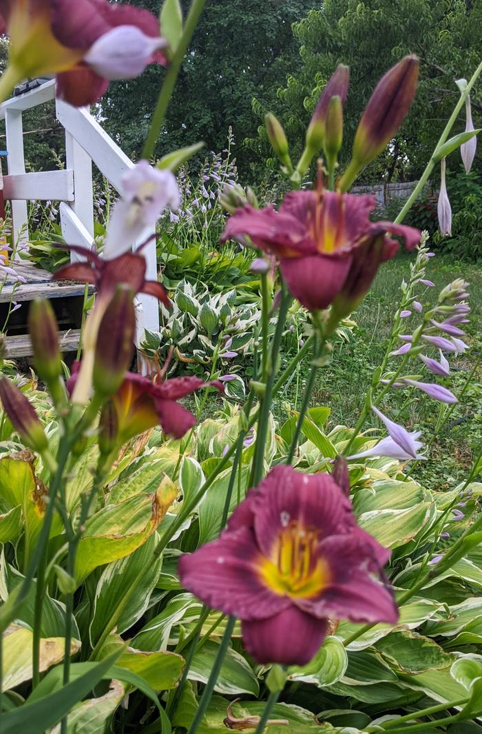daylilies and hostas