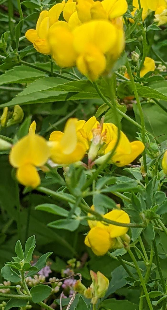 yellow legume flower