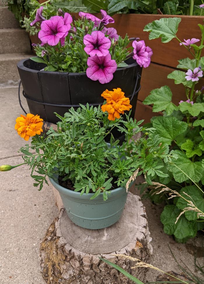 petunias and marigolds