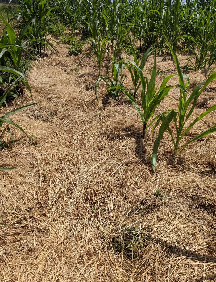 drought affected three sisters garden