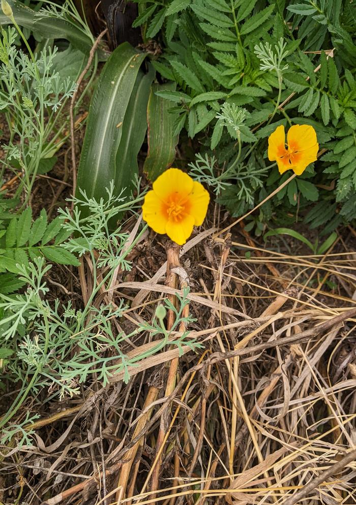 California poppy