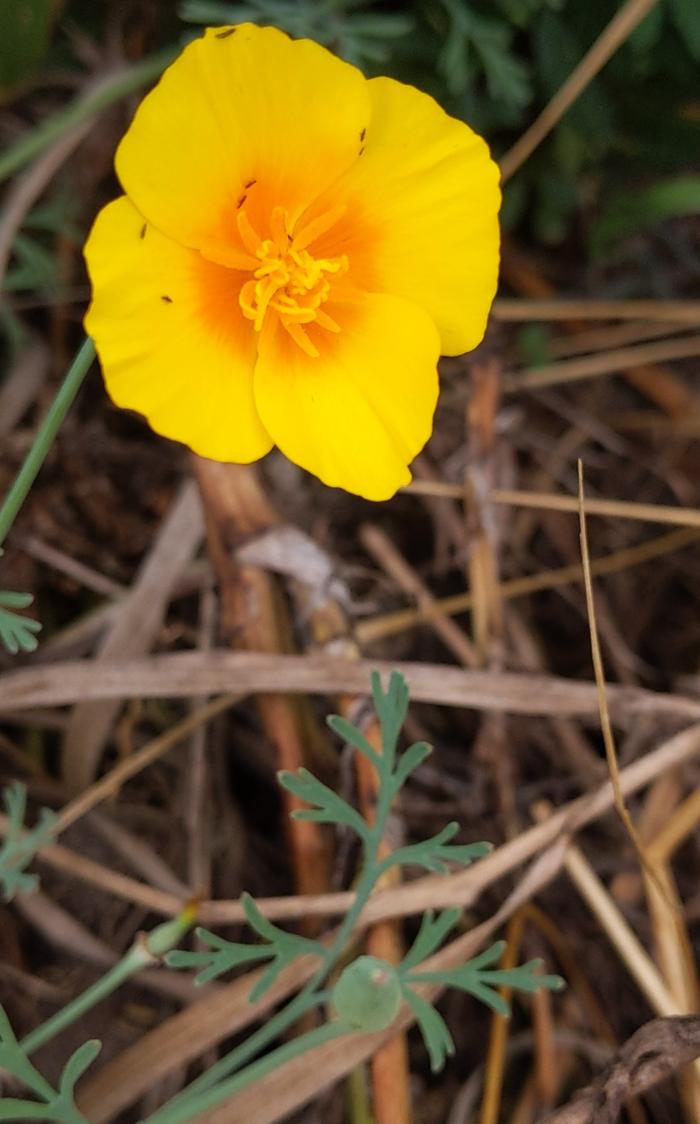 poppy