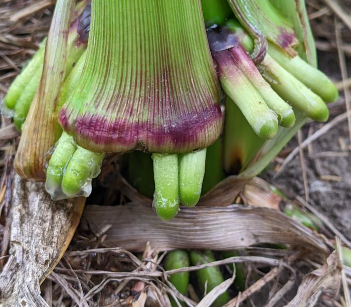 corn with brace roots dripping mucus