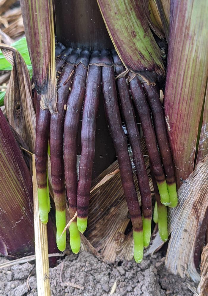 purple corn brace roots
