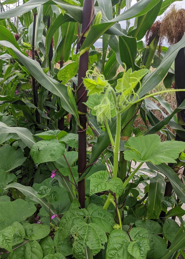 three sisters squash growing up the corn along with the beans