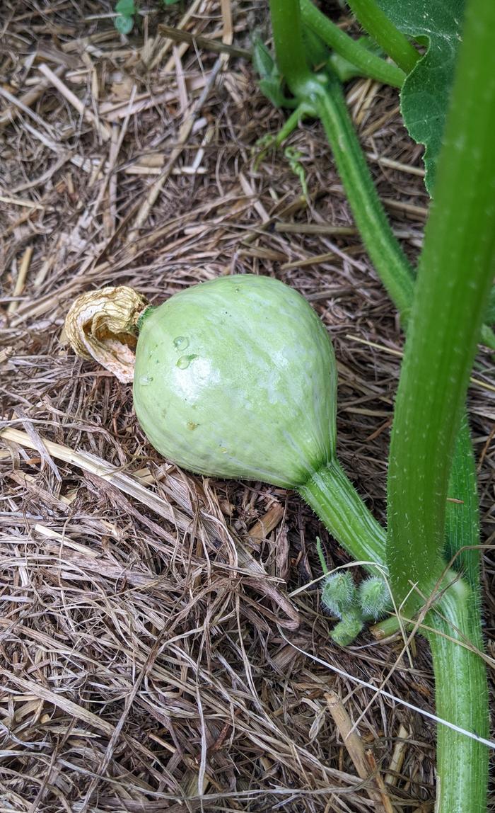 Kabocha squash, dried flower still attached