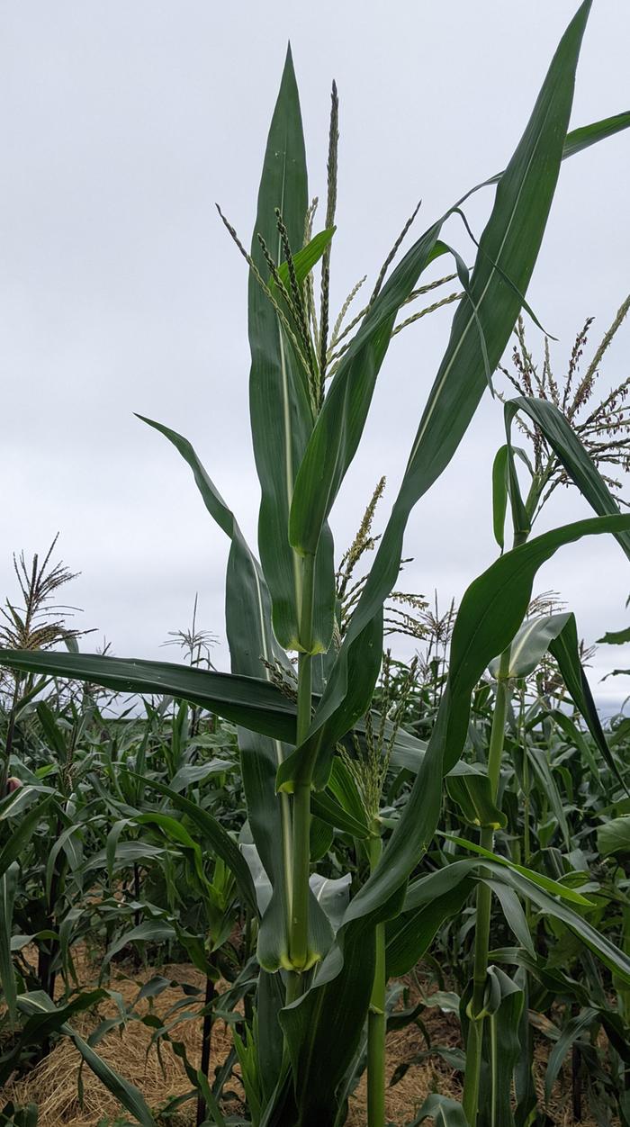 upright corn