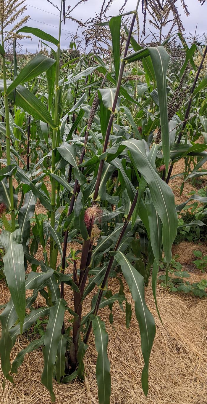 green and purple corn