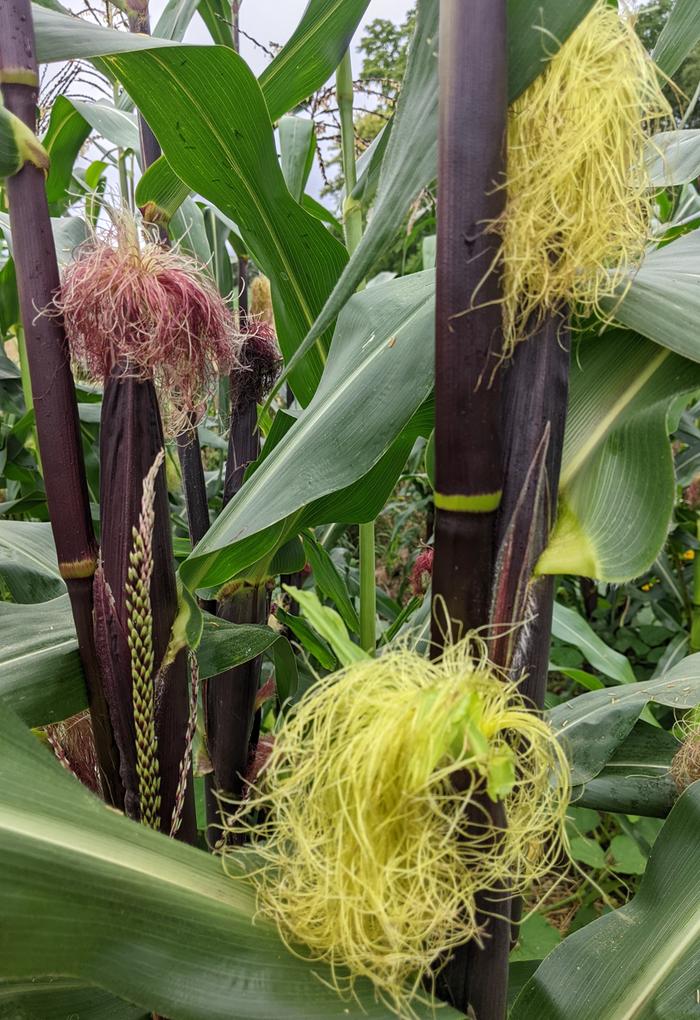 tasseled corn
