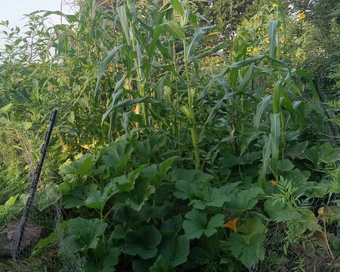 3 sis garden 50 days