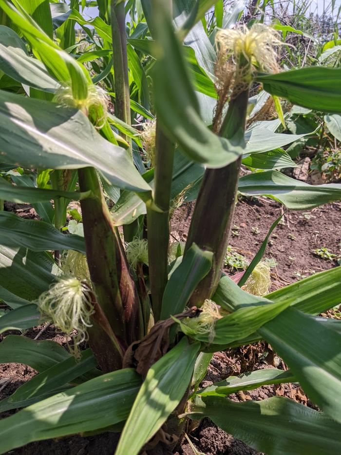 9 eared sweet corn
