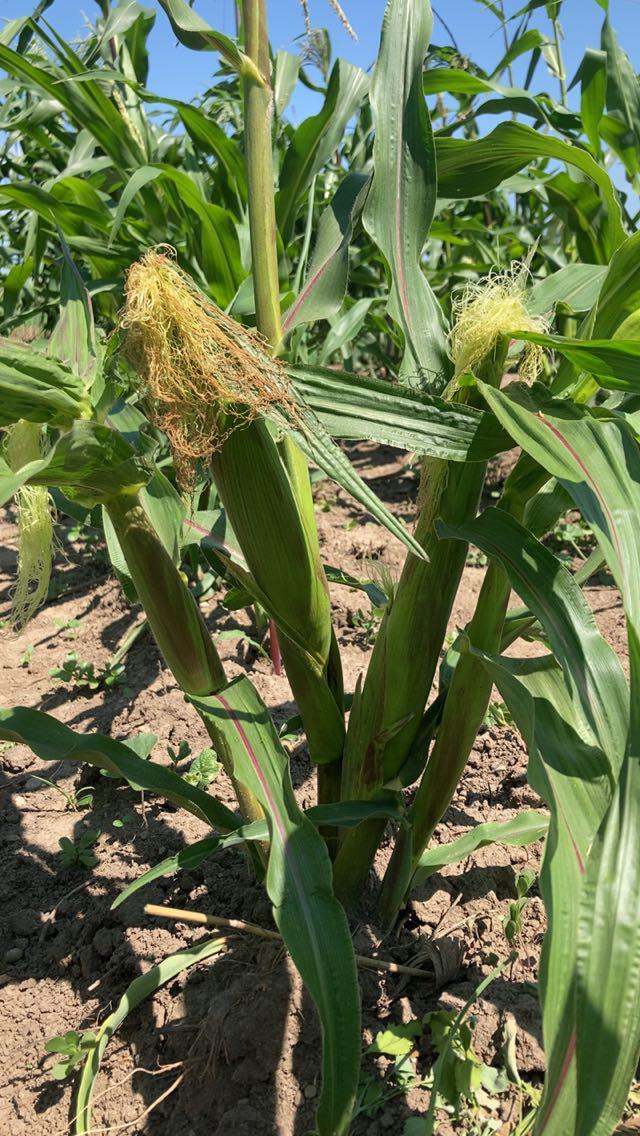 [Thumbnail for tiny-sweet-corn.png]