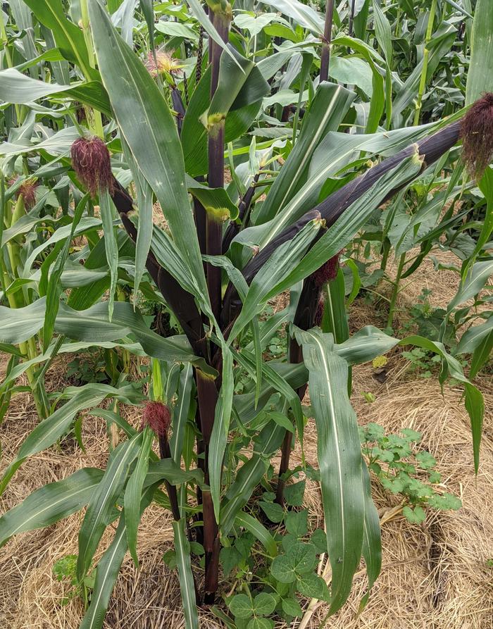 7 eared corn
