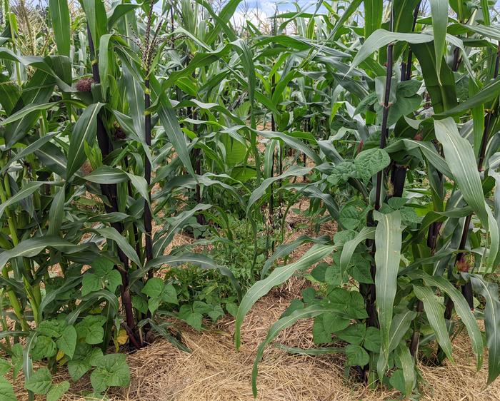 corn and beans
