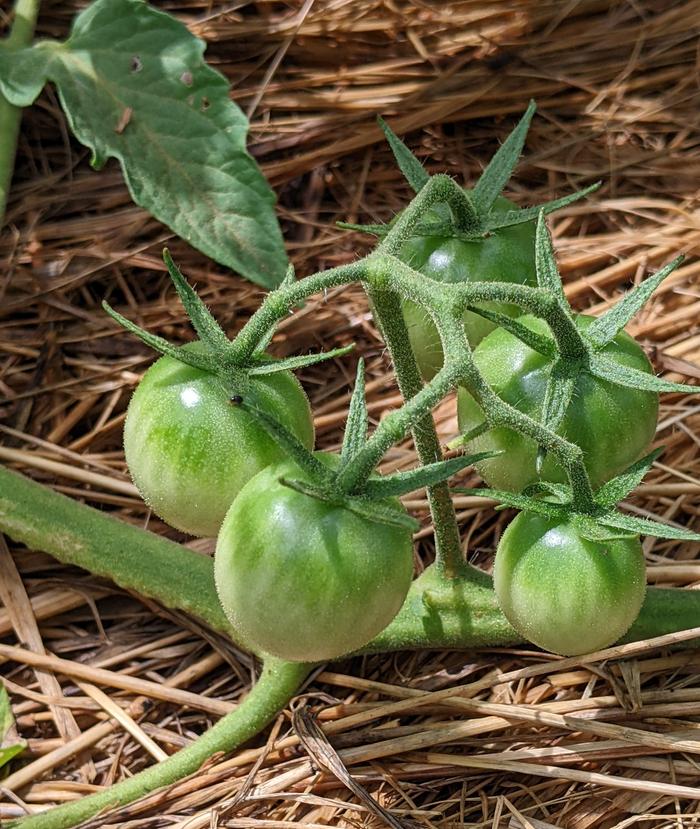 little green tomatoes