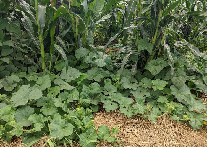 three sisters with corn, beans, cantaloupe