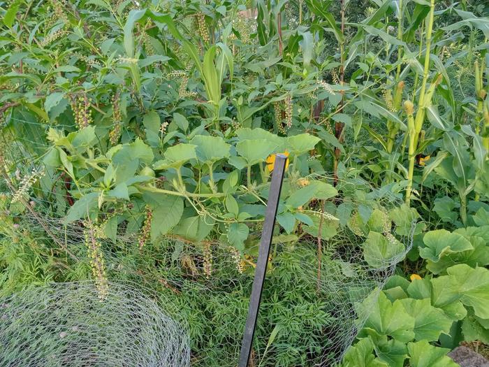 Kabocha climbing onto pokeweed