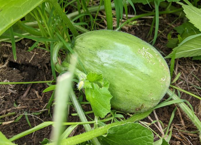 melon
