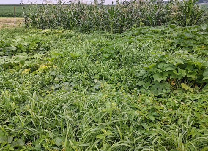 lush diverse garden
