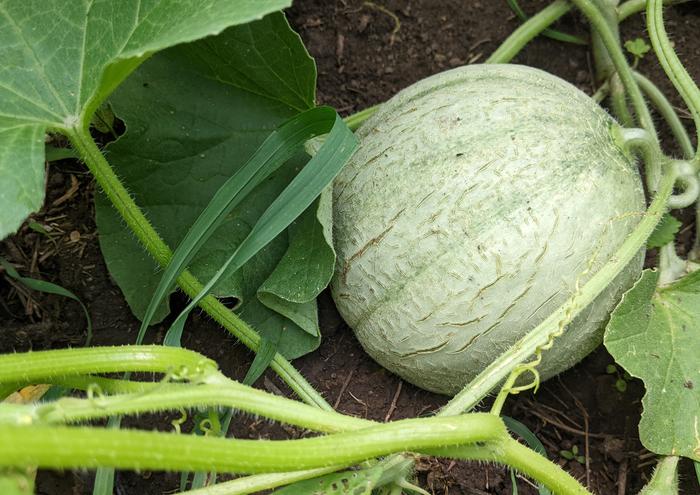 ripening melon