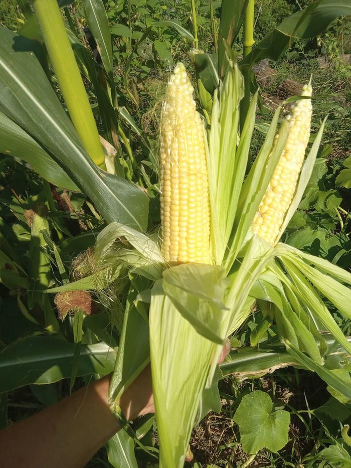 Fresh sweet corn 65 days