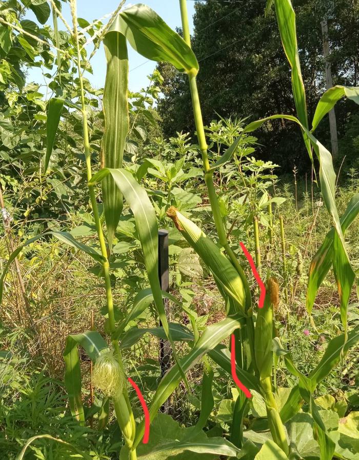 Bendy stalk