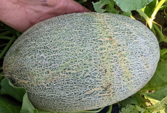 cantaloupe melon fruit in three sisters planting