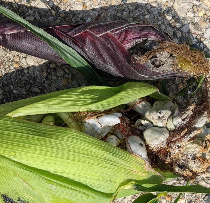 corn smut