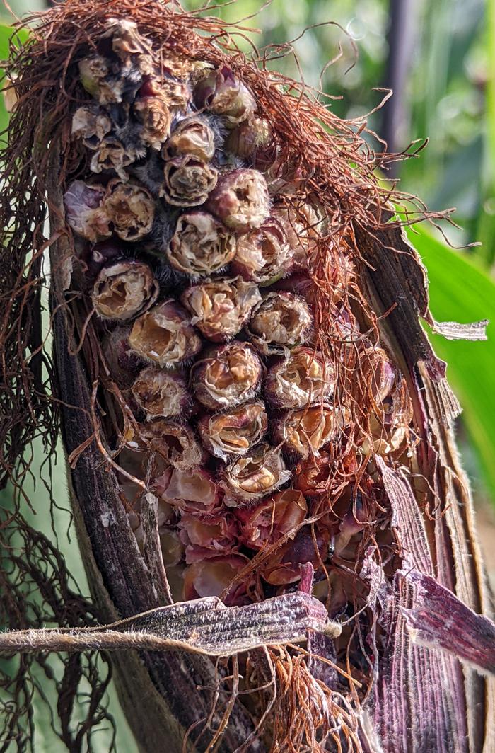 bird eating corn cobs